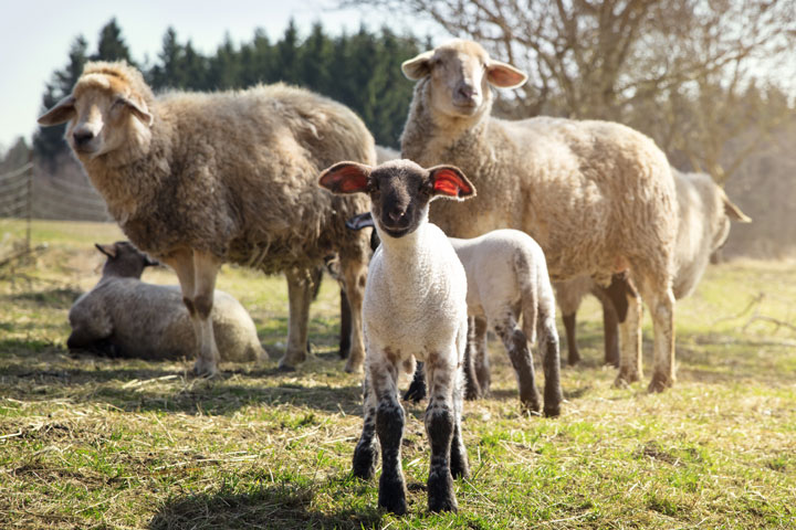 Group of Sheep