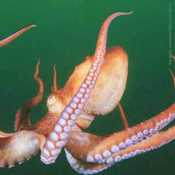 Octopus | JHU Tox. Blog