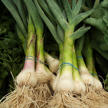 Root Vegetables