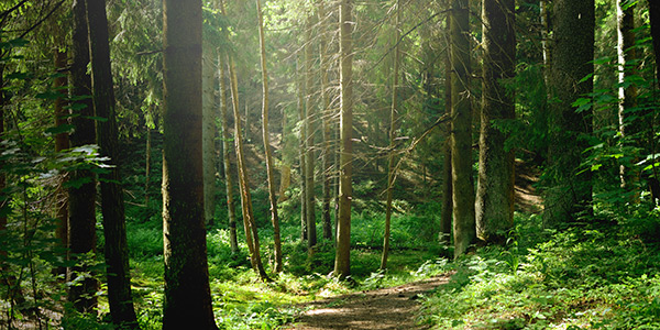 Forest with Sun Shining Through