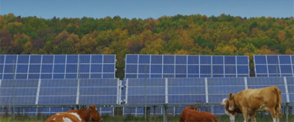 Cows in a Field with Solar Panels
